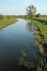 Drzewo - wiosnennie /2/