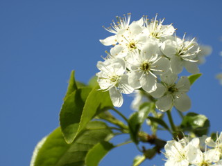 pear blossom