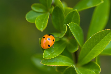 ledybird on the plant