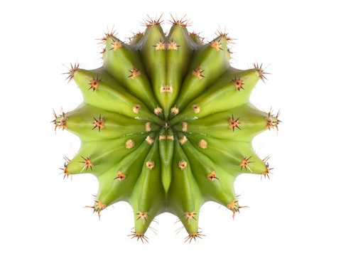 Cactus Top View