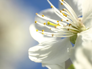 Fototapeta premium blossom - macro