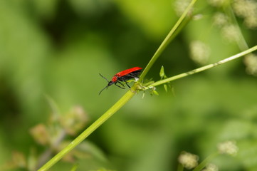 Käfer