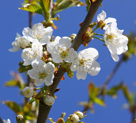 baumblüten,kirschenblüten