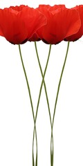 Fototapeta premium Bouquet de coquelicots