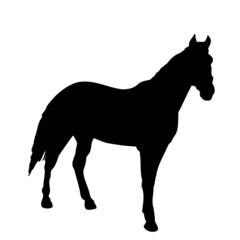 Obraz premium Horse.