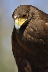 Harris Falcon