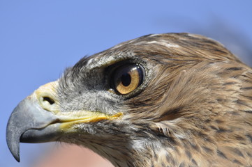Aguila Perdicera