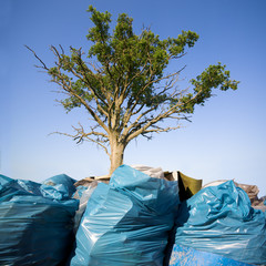 Tree growing from the garbage