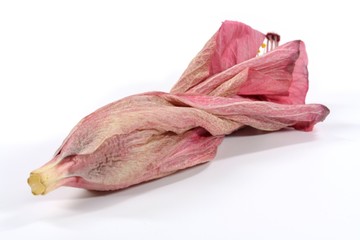 vertrocknete Bl&uuml;te