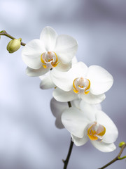 Naklejka na ściany i meble trzy orchidea