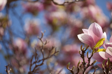 Magnolia blossom