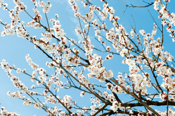 Blossoming branches of a tree