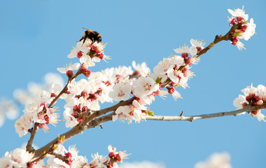 Bumblebee on a blossoming branch