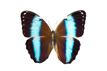 Butterfly - Morpho Achilles Amazonicus