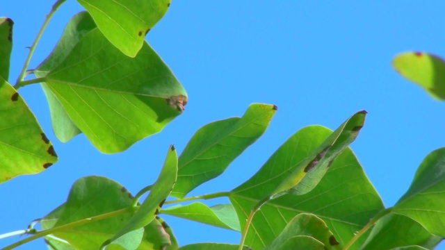 Green leaves against blue sky - HD