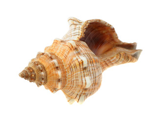 Sea cockleshell