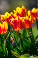 Yellowred tulips