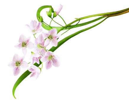 Cuckoo Flower