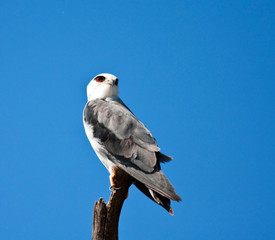 Blackshouldered kite sitting on a branch