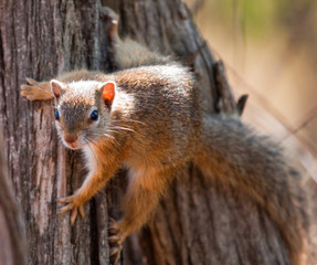 Fototapeta premium Tree squirrel climbing up a tree