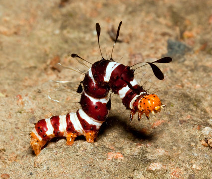 Macro Of Colourful Hairy Worm Standing Up