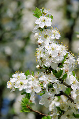 Pflaumenbaumbluete - plum blossom 56
