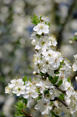 Pflaumenbaumbluete - plum blossom 57