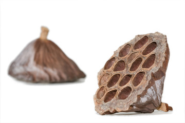 getrocknete frucht der lotusblüte