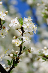 Pflaumenbaumbluete - plum blossom 60