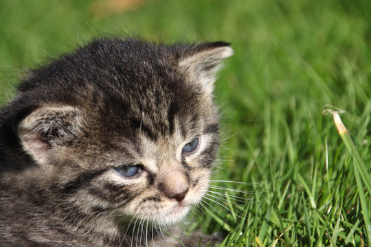 Katzenbaby