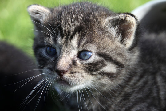 Katzenbaby