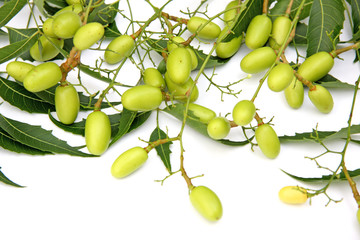lilas des Indes, neem, plante médicinale, fruits et feuilles