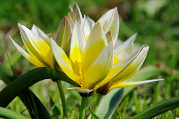 Wildtulpe - wild tulip 04