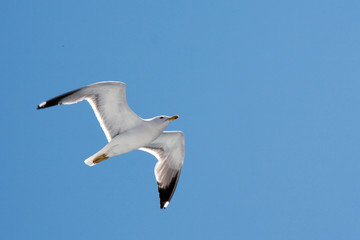 Fototapeta na wymiar Flying seagull against clear sky