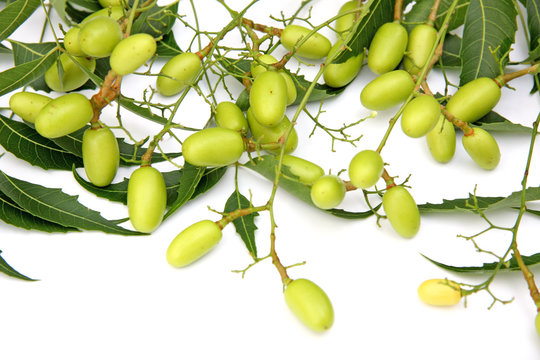 lilas des Indes, neem, plante m&eacute;dicinale, fruits et feuilles