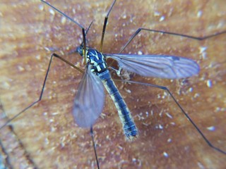 Mosquito