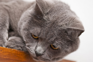Cat Expression, Italy © jovannig