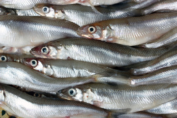 Fresh smelt.