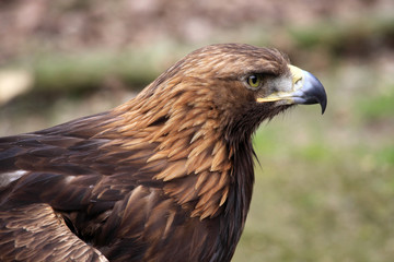 Golden Eagle