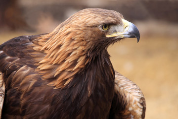 Golden Eagle