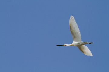 Spatule blanche - Sponnbill (platalea leucorodia)