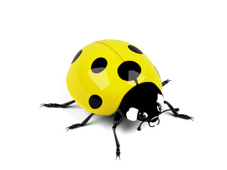 Ladybird on a white background.