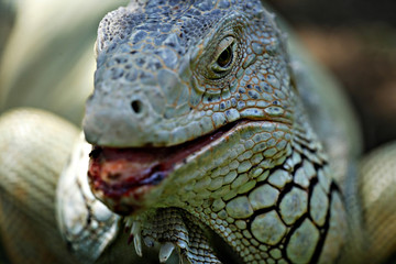 Closeup of comodo dragon