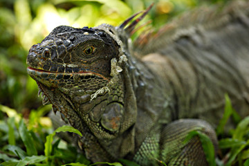 Iguana in grass