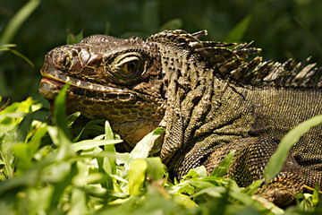 Obraz premium Closeup of iguana