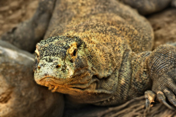 Large comodo dragon