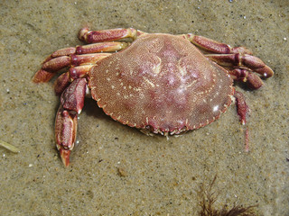 Crab in Aquinnah Beach
