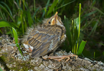 Baby of thrush 5