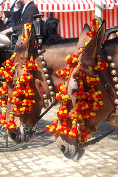 ADORNOS EN CABALLOS EN LA FERIA DE SEVILLA