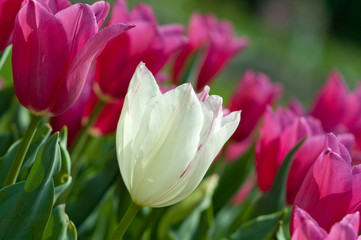Single white tulip among red tulips